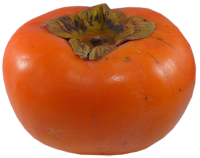 kaki
