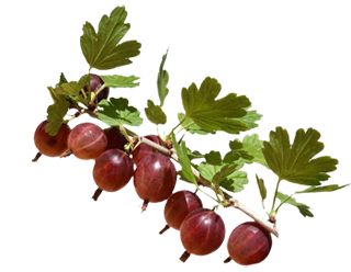 kruisbesje