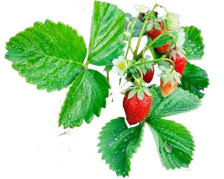 aardbei