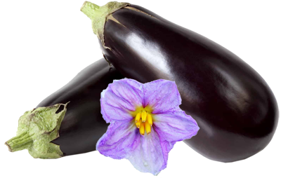 aubergine