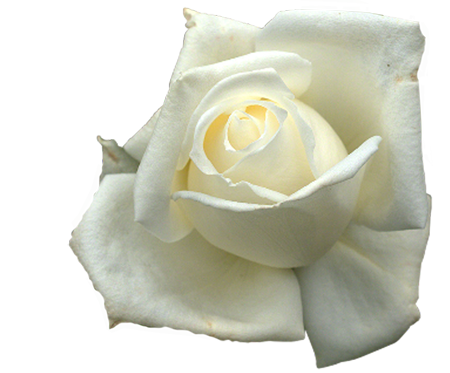 bloem