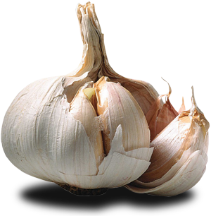 knoflook