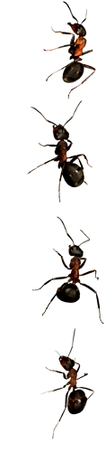 mieren