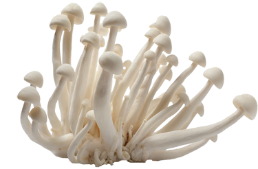 paddo